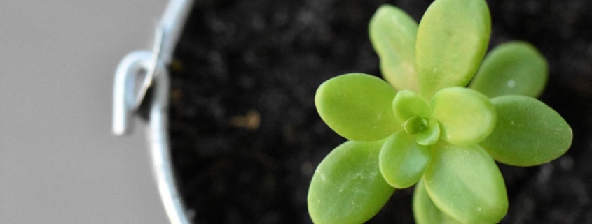 Photo of a growing succulent in a bucket of fresh soil