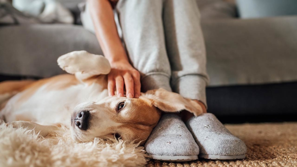 Photo of a woman sitting on a sofa while petting her adorable dog on the floor