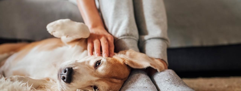 Photo of a woman sitting on a sofa while petting her adorable dog on the floor