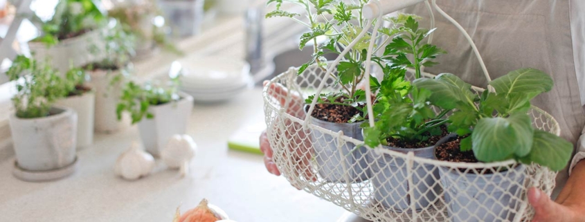 Woman holding indoor window vegetable planters