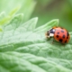 Selective focus of a Ladybug on a green garden leaf