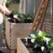 vegetables growing in a wooden self built raised bed on a balcony garden