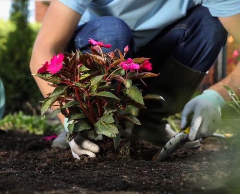 Man planting flowers outdoors, closeup