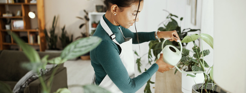 Woman watering plates in in living room stock photo